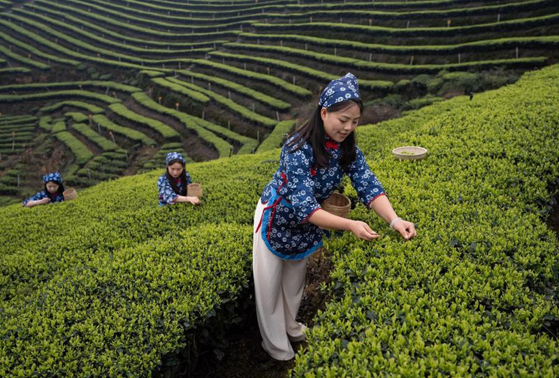 Watalii wakichuma majani ya chai kwenye bustani yenye mandhari ya chai katika Kijiji cha Meiling cha Wilaya ya Huguo ya Eneo la Naxi la Mji wa Luzhou katika Mkoa wa Sichuan, Kusini-Magharibi mwa China, Machi 10, 2024. (Xinhua/Jiang Hongjing) 