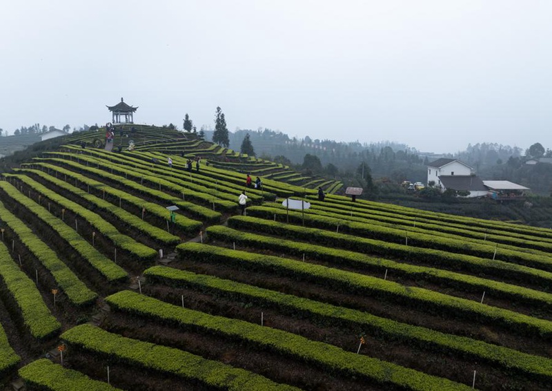 Viwanda vya chai vyasaidia maendeleo ya jamii, kampuni huko Luzhou, Mkoa wa Sichuan, Kusini Magharibi mwa China