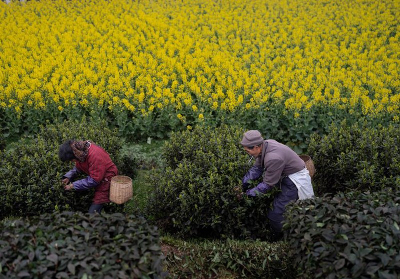 Viwanda vya chai vyasaidia maendeleo ya jamii, kampuni huko Luzhou, Mkoa wa Sichuan, Kusini Magharibi mwa China