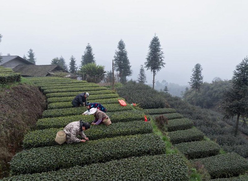 Viwanda vya chai vyasaidia maendeleo ya jamii, kampuni huko Luzhou, Mkoa wa Sichuan, Kusini Magharibi mwa China