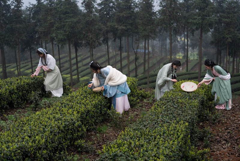Viwanda vya chai vyasaidia maendeleo ya jamii, kampuni huko Luzhou, Mkoa wa Sichuan, Kusini Magharibi mwa China