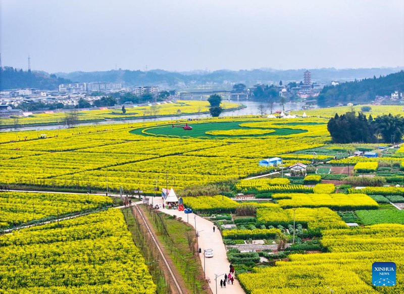 Mandhari ya mashamba ya mimea ya rapa huko Chongqing, Kusini Magharibi mwa China