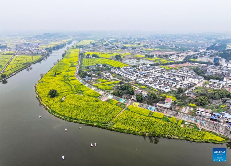 Mandhari ya mashamba ya mimea ya rapa huko Chongqing, Kusini Magharibi mwa China