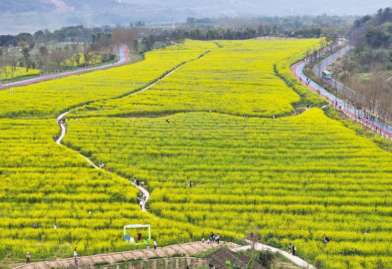 Kutoka kutishiwa hadi kustawi: urejesho wa mazingira mazuri ya Kisiwa cha Guangyang Kusini Magharibi mwa China