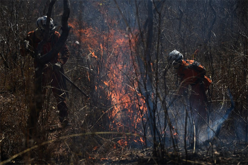 Wazima moto wakipambana na moto katika eneo la msitu wa Serra do Coco huko Riachao das Neves, Jimbo la Bahia, Brazili, Septemba 22, 2023. (Picha na Lucio Tavora/Xinhua)