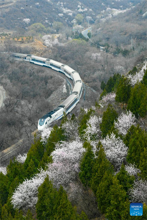 Treni yaendeshwa katikati ya maua karibu na sehemu ya Juyongguan ya Ukuta Mkuu wa Beijing