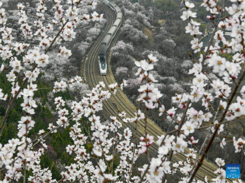 Treni moja ikiendeshwa katikati ya maua yanayochanua karibu na sehemu ya Juyongguan ya Ukuta Mkuu wa Beijing, mji mkuu wa China, Machi 24, 2024. (Picha na Liu Mancang/Xinhua)