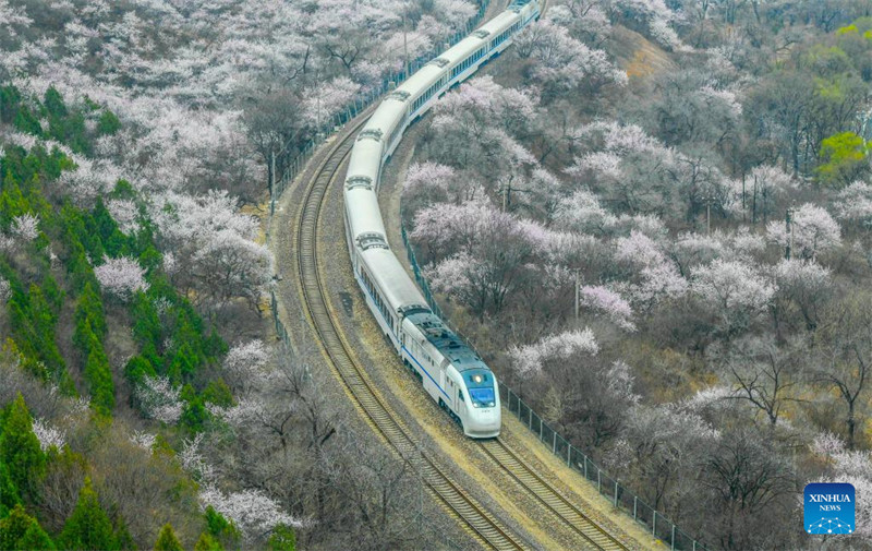 Treni yaendeshwa katikati ya maua karibu na sehemu ya Juyongguan ya Ukuta Mkuu wa Beijing