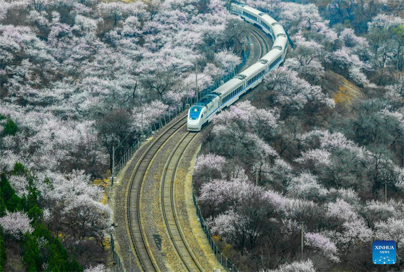 Treni yaendeshwa katikati ya maua karibu na sehemu ya Juyongguan ya Ukuta Mkuu wa Beijing