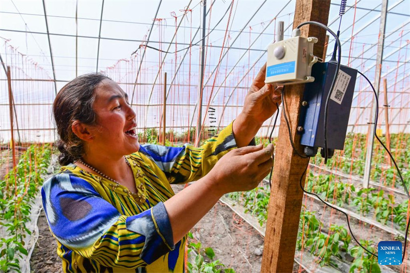 Teknolojia za kisasa za kilimo zatumika katika kituo cha mboga huko Aksu, Xinjiang