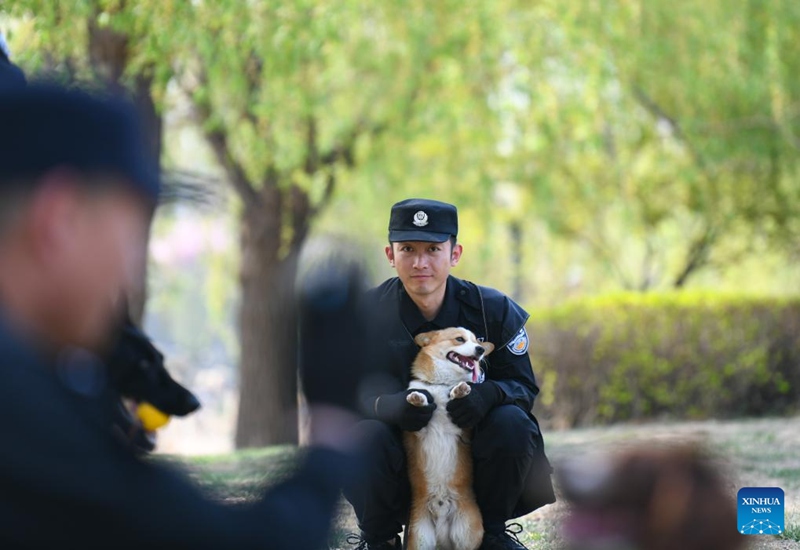 Kutana na Polisi Mbwa Corgi wa kwanza nchini China