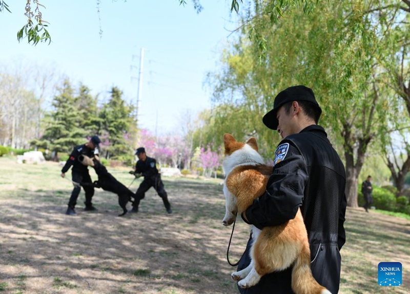 Kutana na Polisi Mbwa Corgi wa kwanza nchini China