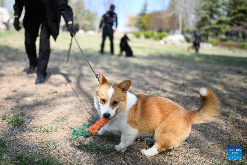 Kutana na Polisi Mbwa Corgi wa kwanza nchini China