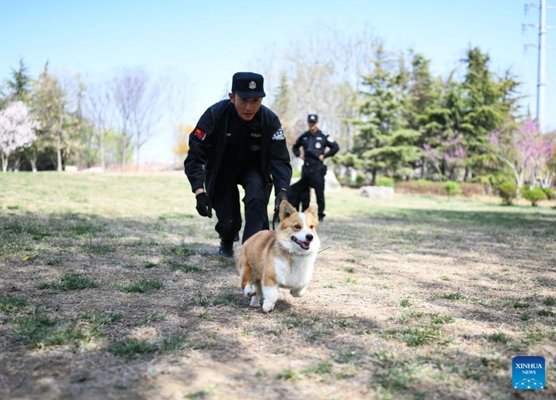 Kutana na Polisi Mbwa Corgi wa kwanza nchini China