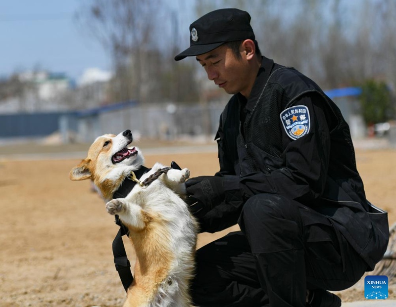 Kutana na Polisi Mbwa Corgi wa kwanza nchini China