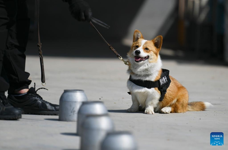 Kutana na Polisi Mbwa Corgi wa kwanza nchini China