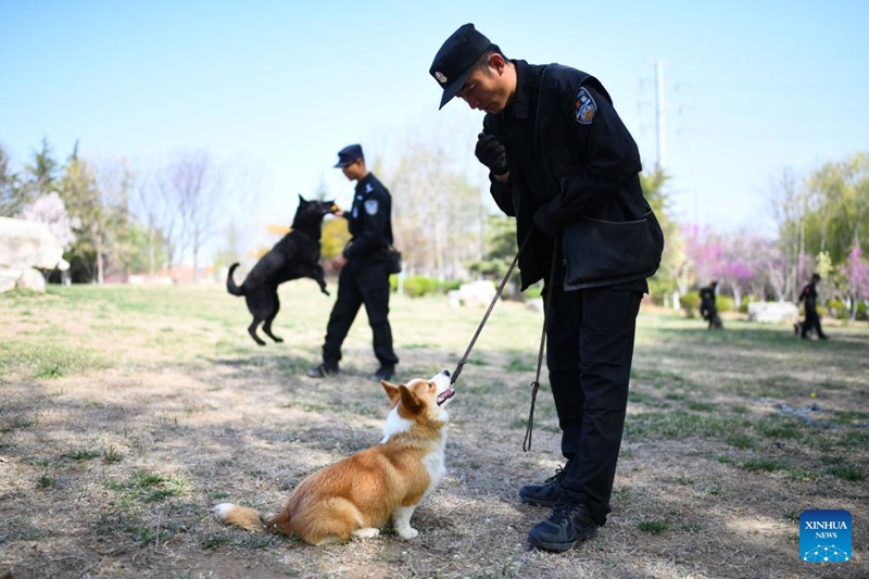 Kutana na Polisi Mbwa Corgi wa kwanza nchini China