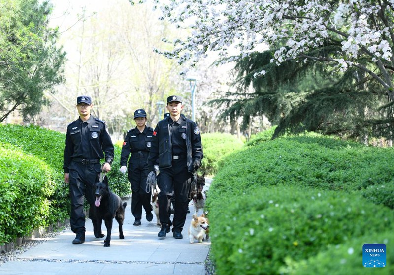 Kutana na Polisi Mbwa Corgi wa kwanza nchini China