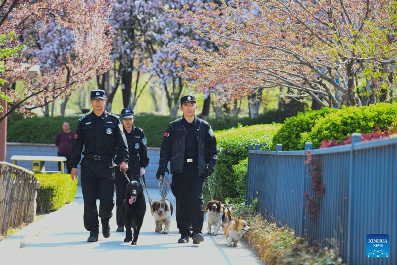 Kutana na Polisi Mbwa Corgi wa kwanza nchini China