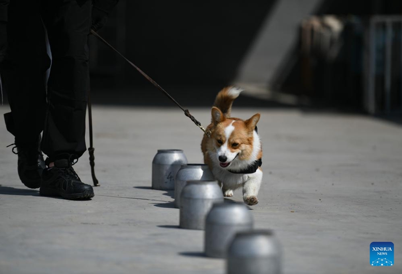 Kutana na Polisi Mbwa Corgi wa kwanza nchini China