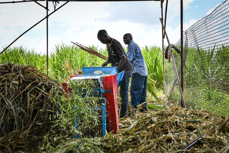 Picha ya kumbukumbu ikionyesha wakulima wa Kenya wakiponda mazao ya nyasi za Juncao katika shamba la Juncao lililoko Kijiji cha Lenginet, Nakuru, Kenya, Januari 26, 2024. (Xinhua/Han Xu)