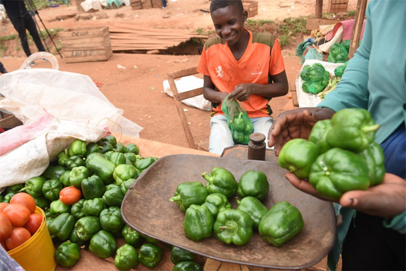Picha ya kumbukumbu ikionyesha wafanyabiashara wakipima pilipili hoho kwenye soko la Makutano katika Kaunti ya Kirinyaga, Kenya, Julai 17, 2023. (Picha na John Okoyo/Xinhua)