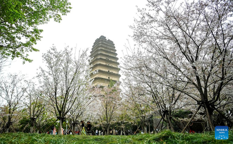Watu wakitazama maua ya cherry kwenye eneo la Pagoda ya Small Wild Goose mjini Xi'an, Mkoa wa Shaanxi, Kaskazini-Magharibi mwa China, Machi 27, 2024.  (Xinhua/Zou Jingyi)