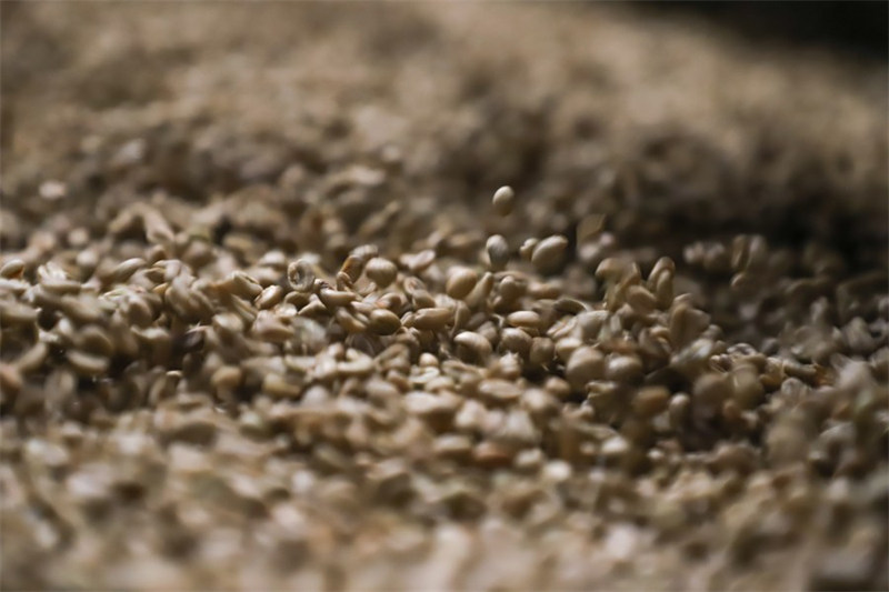 Picha hii iliyopigwa tarehe 1 Julai 2023, ikionyesha kahawa yakiwa kwenye Kampuni ya Uuzaji Nje Kahawa ya Mullege, ambayo ni mojawapo ya kampuni za Ethiopia zinazouza kahawa nje, mjini Addis Ababa, Ethiopia. (Xinhua/Michael Tewelde)