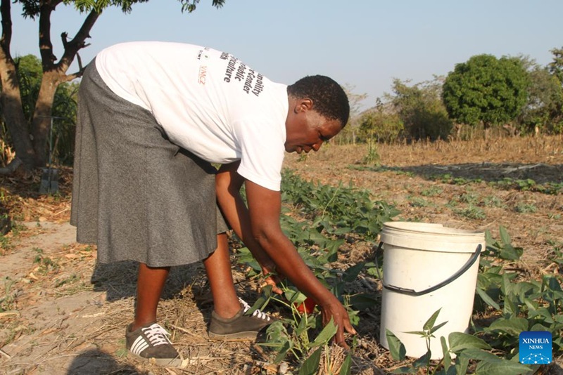 Marova Moyo, mkulima wa Zimbabwe, akiweka matandazo ya kulinda mimea kwenye zao la maharage ya siagi huko Mutoko, Jimbo la Mashonaland Mashariki, Zimbabwe, Juni 5, 2024. (Xinhua/Tafara Mugwara)