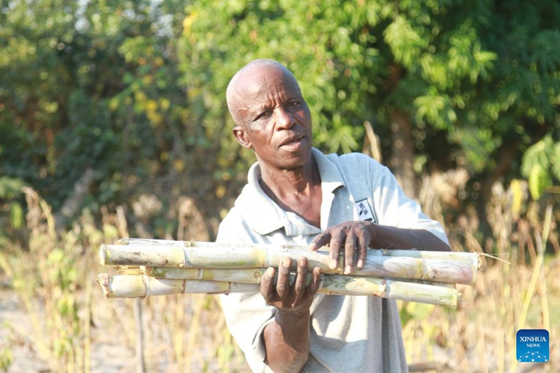 Kahukwa Kanyonganise, mkulima wa Zimbabwe, akionekana kwenye shamba lake la pilipili hoho huko Mutoko, Jimbo la Mashonaland Mashariki, Zimbabwe, Juni 5, 2024. (Xinhua/Tafara Mugwara)
