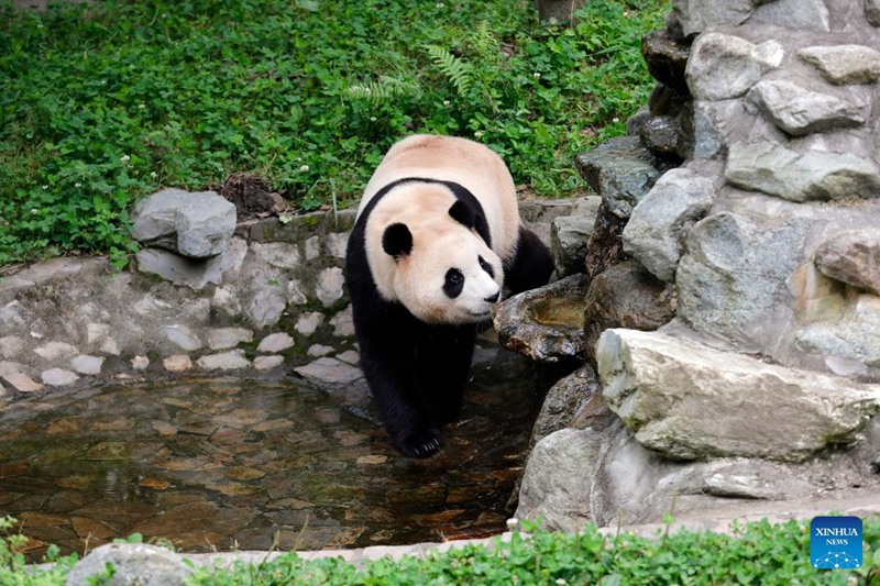 Panda mashuhuri Fu Bao asalimia watembeleaji kwa mara ya kwanza mkoani Sichuan, China tangu atoke Jamhuri ya Korea