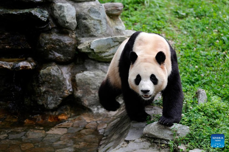 Panda mashuhuri Fu Bao asalimia watembeleaji kwa mara ya kwanza mkoani Sichuan, China tangu atoke Jamhuri ya Korea