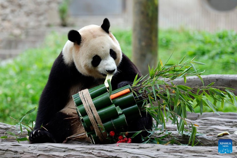 Panda mashuhuri Fu Bao asalimia watembeleaji kwa mara ya kwanza mkoani Sichuan, China tangu atoke Jamhuri ya Korea