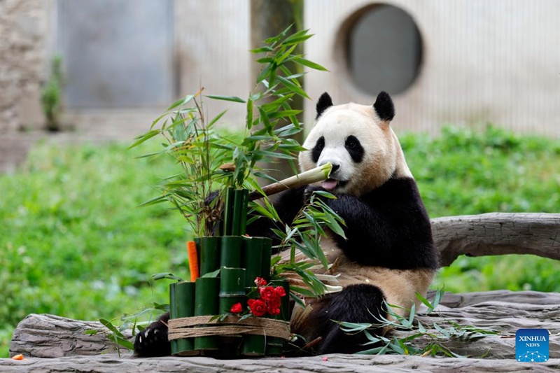 Panda Fu Bao akila chakula kwenye boma lake katika kituo cha panda cha Shenshuping cha Bustani ya Kitaifa ya Mazingira Asilia ya Wolong, Mkoa wa Sichuan, Kusini-Magharibi mwa China, Juni 12, 2024. (Xinhua/Shen Bohan)