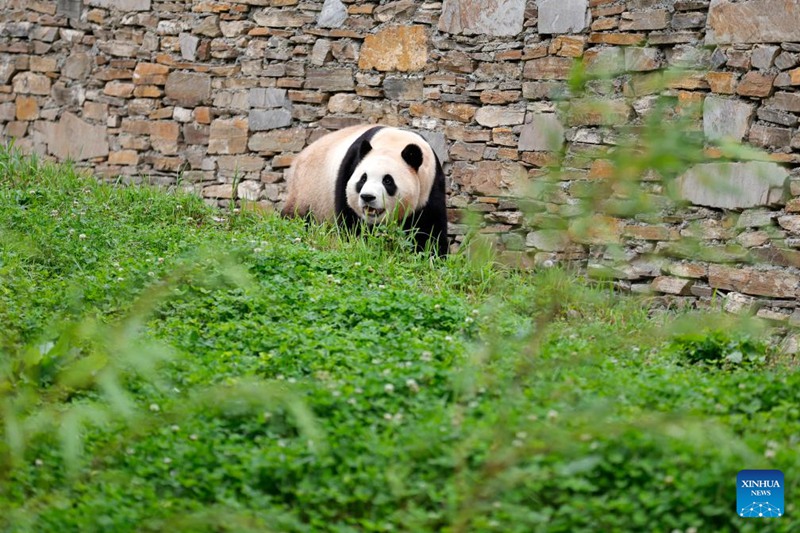 Panda mashuhuri Fu Bao asalimia watembeleaji kwa mara ya kwanza mkoani Sichuan, China tangu atoke Jamhuri ya Korea