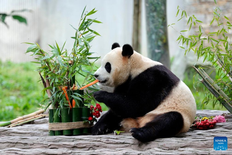 Panda mashuhuri Fu Bao asalimia watembeleaji kwa mara ya kwanza mkoani Sichuan, China tangu atoke Jamhuri ya Korea