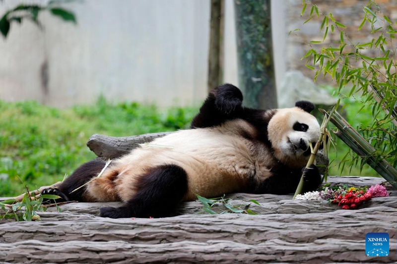 Panda mashuhuri Fu Bao asalimia watembeleaji kwa mara ya kwanza mkoani Sichuan, China tangu atoke Jamhuri ya Korea