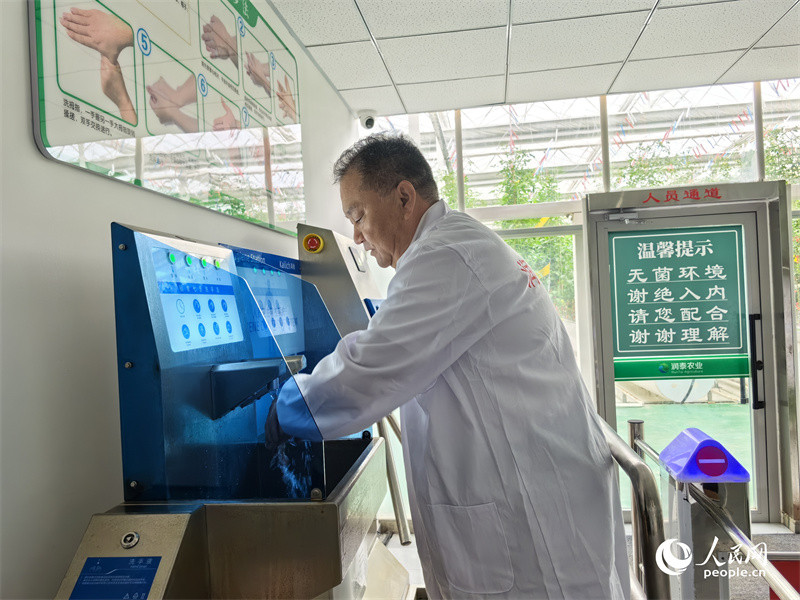 Wekeza katika Mkoa wa Xinjiang, China | Ukuaji wa Nyanya ndogo Wategemea data kubwa