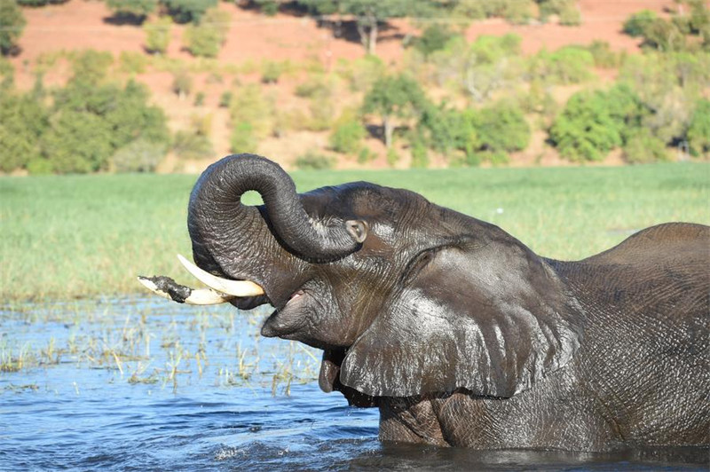 Jamii za Botswana zanufaika na utalii wa uwindaji na kupiga picha