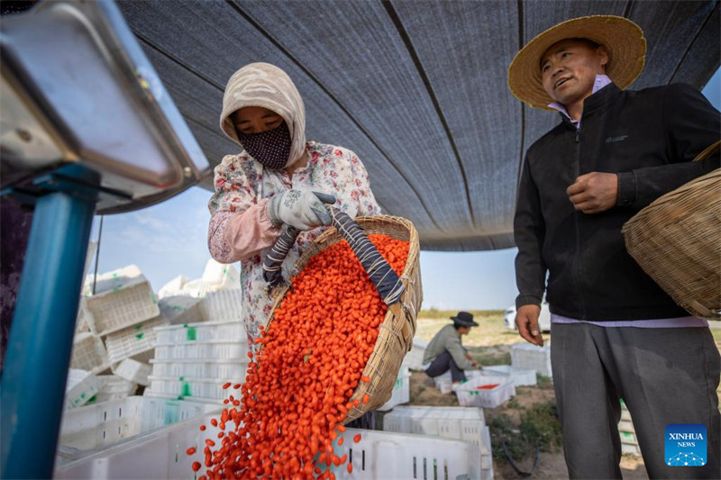 Beri za Goji zaingia Msimu ya Mavuno katika Wilaya ya Tongxin, Mkoa wa Ningxia wa China
