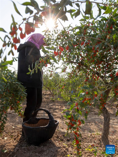 Beri za Goji zaingia Msimu ya Mavuno katika Wilaya ya Tongxin, Mkoa wa Ningxia wa China