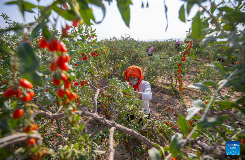 Beri za Goji zaingia Msimu ya Mavuno katika Wilaya ya Tongxin, Mkoa wa Ningxia wa China