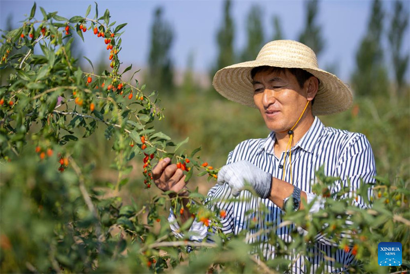 Beri za Goji zaingia Msimu ya Mavuno katika Wilaya ya Tongxin, Mkoa wa Ningxia wa China