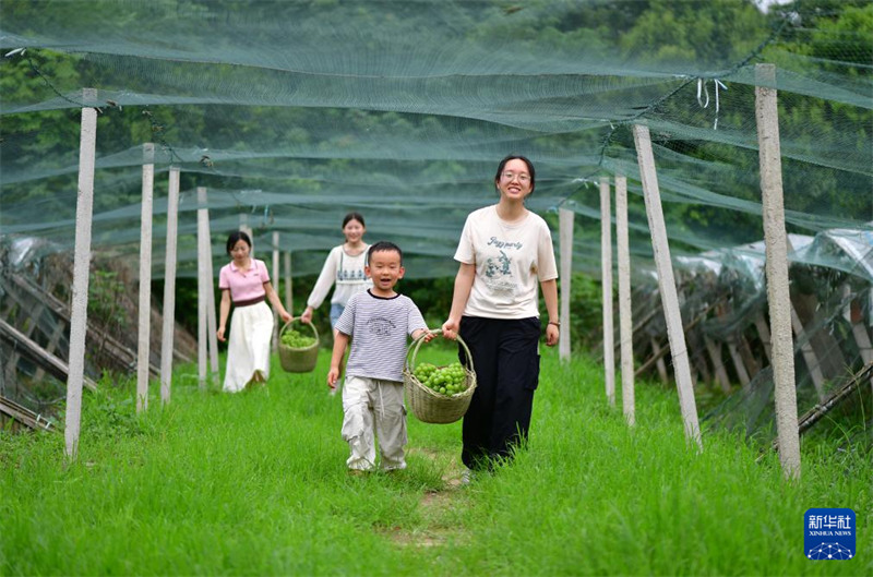 Watalii wakiwa wamechuma zabibu katika shamba la ikolojia la jumuiya ya makazi ya Qiming, Kijiji cha Mingchuan, Wilaya ya Feixi, China, Julai 18.(Xinhua/Xu Yong)
