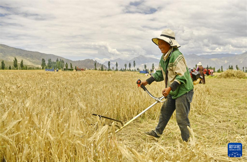 Wanakijiji katika Kijiji cha Langsailing cha Kitongoji cha Zhaqi, Wilaya ya Zhanang katika Mji wa Shannan, Mkoa wa Xizang, China wakivuna shayiri, Julai 31. (Xinhua/ Zhang Rufeng)