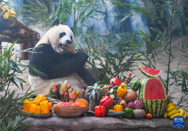 Panda “Qiaoyue” mwenye umri wa miaka 6 akila chakula kwenye sherehe ya pamoja ya siku ya kuzaliwa, tarehe 6, Agosti. (Xinhua/ Wang Quanchao)