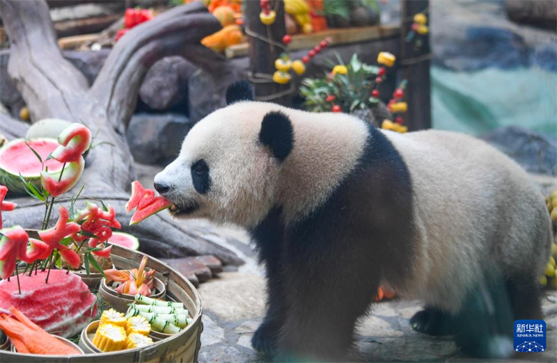 Sherehe ya pamoja ya Siku ya Kuzaliwa kwa Panda yajaa furaha tele