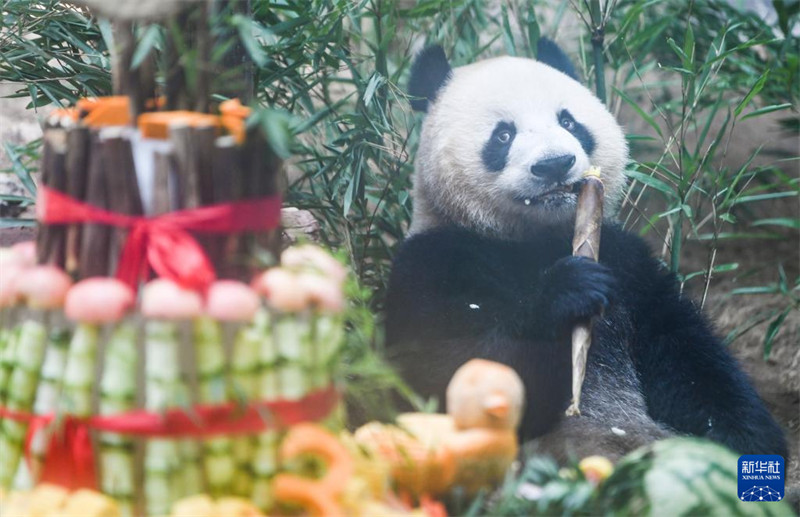 Sherehe ya pamoja ya Siku ya Kuzaliwa kwa Panda yajaa furaha tele