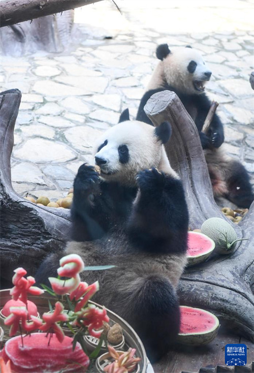 Sherehe ya pamoja ya Siku ya Kuzaliwa kwa Panda yajaa furaha tele