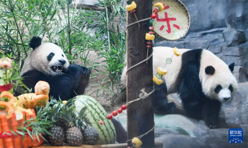 Sherehe ya pamoja ya Siku ya Kuzaliwa kwa Panda yajaa furaha tele